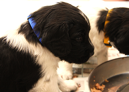 Jespe kaulapantatreeniä